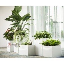 專注室內(nèi)綠植服務8年，綠植租賃，免費養(yǎng)護，一站式商務空間